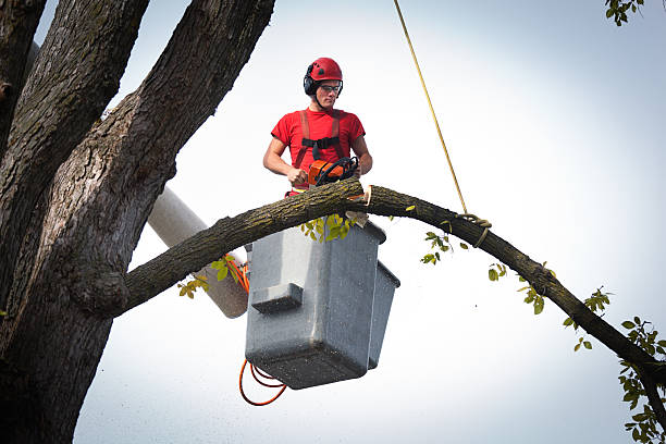 Why Choose Our Tree Removal Services in Beale Af, CA?